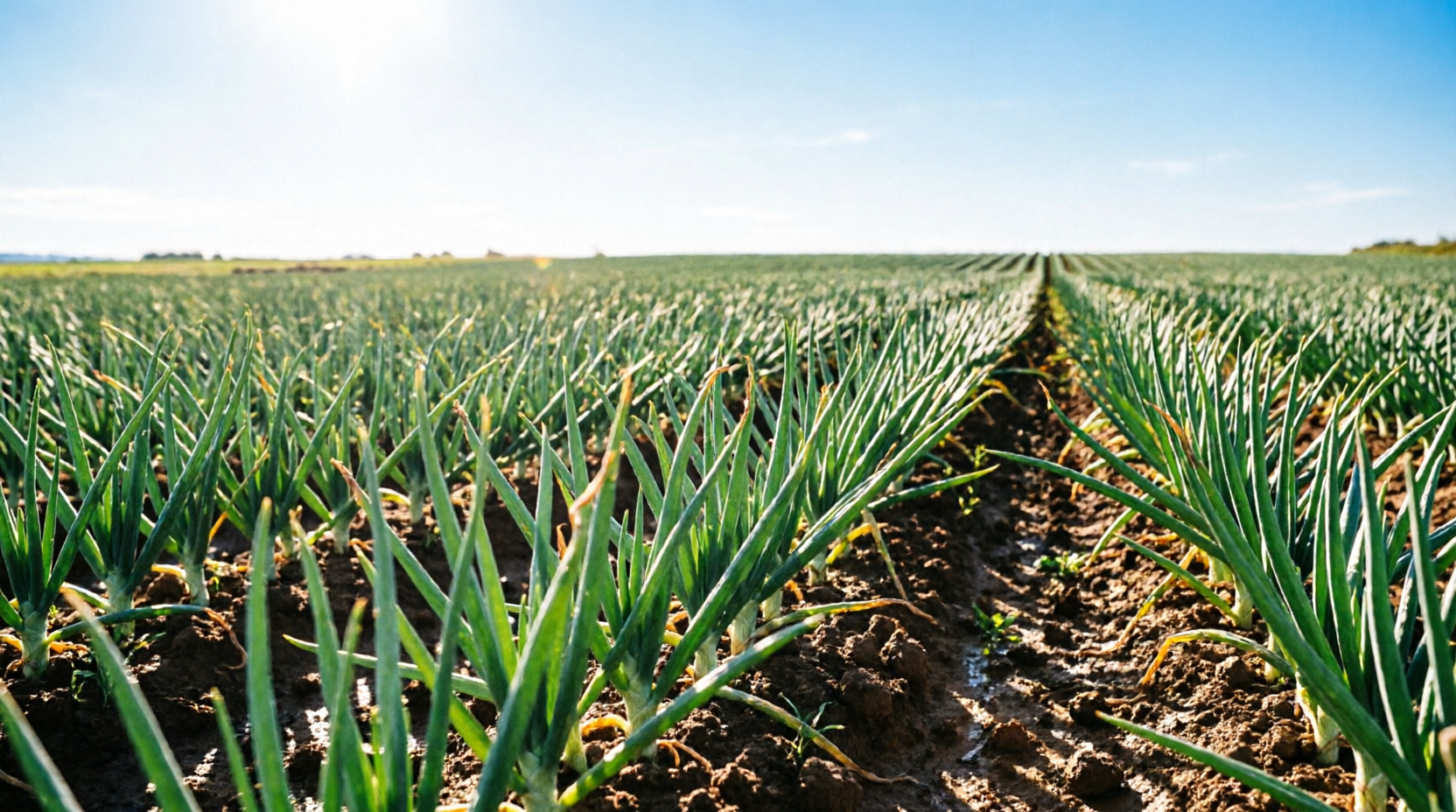 Onion fields in Isinya